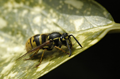 De wesp was zich aan het warmen in de zon in mijn tuin.

Sigma 150mm macro
ExposureTime : 1/500Sec
FNumber : F8,0

Alle commentaar welkom. Ben druk aan het oefenen met mijn lens.