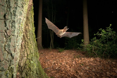 Deze kolonieboom vond ik middels telemetrie tijdens een inventarisatieonderzoek naar verblijfplaatsen van vleermuizen. De avond daarvoor had ik met een IR-videocamera bekeken wat hun gedrag was; de volgende dag een opstelling met 10 flitsers gebouwd. Ben benieuwd wat