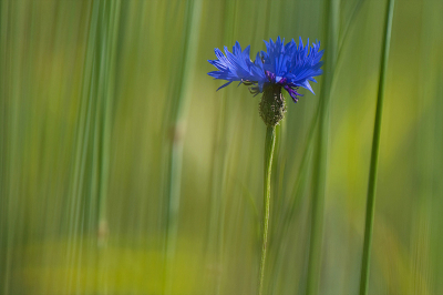 Eens geprobeerd om met een tele combinatie een Korenbloem te isoleren, wat me ( Dick ) aardig gelukt is ( volgens mij h) 
Fullframe +500mm+ 1,4x converter