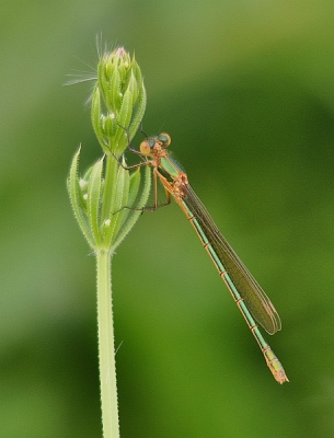 Omdat de vogels zich op deze hete dag nauwelijks lieten zien richtte ik mijn Sigma 150-500 maar op deze juffer. Niet bepaald een standaardlens voor dit soort activiteiten, maar ik werd aangenaam verrast door het resultaat.