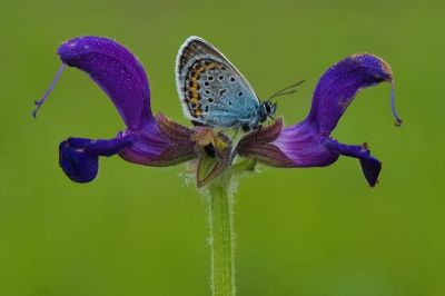 Niet gemanipuleerd, echt zo gevonden. Het enige wat ik (Mira) moest doen, was wachten tot het blauwtje zo ging zitten. Hij zat eerst met zijn snuit naar voren wat ik minder mooi vond.