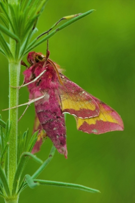 Een soort die ik ( Mira ) s'morgens  in de tuin aantrof en ja waarom dan geen plaatje maken, toch???