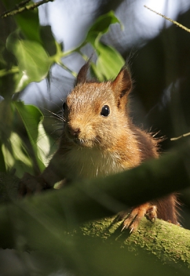 Terwijl ik eergisteren middag bij mijn drink vijvertje voor vogels een paar foto's aan het maken was, hoorde ik opeens heel veel geschreeuw vanuit de bomen.
Een Eekhoorn werd in een boom door tientallen vogels aangevallen om hem te verdrijven.
Ik liep snel iets meer in de buurt om eventueel nog een paar foto's te maken.
Opeens zat hij veel lager in de boom.
Ik keek hem aan en hij mij en weg was hij weer.
Ik heb daar alleen deze foto nog aan over gehouden.