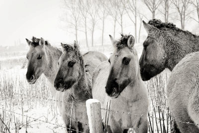 Koud waar ik redlijk last van had maar de paarden aren er niet van onder de indruk. De kudde staat bij Roosteren in de uiterwaarde.