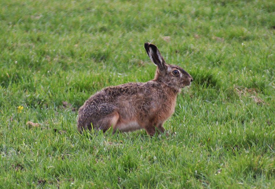 Canon Eos350d / Sigma 70-300.