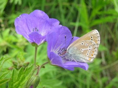 De vlinder zat diep in de bloem, het duurde even voordat de kop zichtbaar werd. Eerst op de vlinder scherp gesteld, daarna de camera naar links bewogen met deze compositie als resultaat. Helaas werd de vlinder daardoor iets minder scherp.