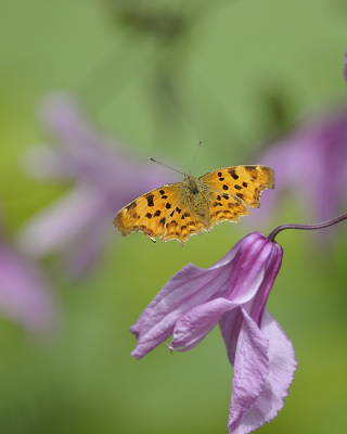 Vandaag zie ik vele vlinders in de tuin.
Ze zijn terug.