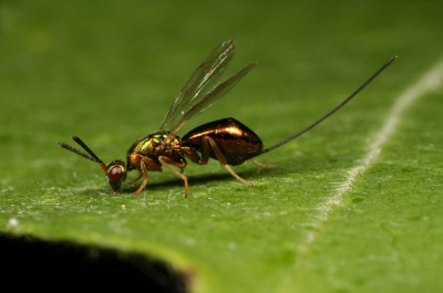foto gemaakt bij mij in de tuin zat op de treurwilg .
Zeer klein druk diertje .
Jammer dat je de foto hiet zo moet verkleinen.