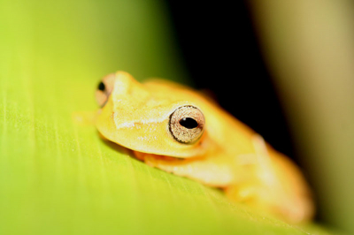 Deze boomkikker zat in een vijvertje in de hoteltuin, samen met ongeveer 5/6 andere kikkersoorten, waaronder de marine toad die ongeveer zo groot is als een spreeuw.