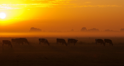 Gistermorgen is het me gelukt om nog voor de zonsopkomst te vertrekken van huis. Op tijd in de polder aangekomen vond ik dit wel een mooi sfeerbeeld opleveren.