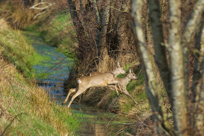 We waren op weg met de auto naar de camping toen Mira een sprong reen ontdekte. Ze sprongen van weiland naar weiland. Snel terug gereden waar ik ( Dick )  vanuit de auto net op tijd de laatste twee van de sprong kon fotograferen.