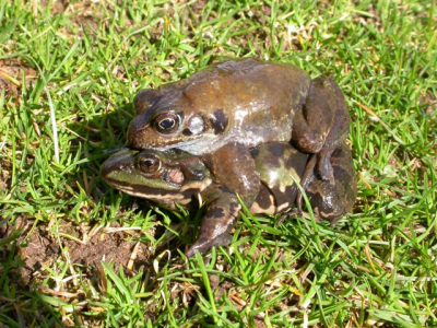 Amplex van Bruine en Groene Kikker