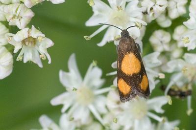 Deze kleine (nacht)vlinder ? kwam ik tegen op fluitekruid.
Iemand enig idee ?