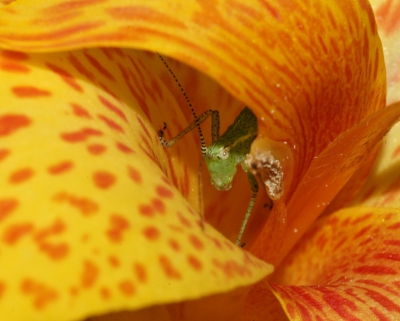 Gistermiddag zag ik dit piepkleine sprinkhaantje op de bloem zitten. De lucht betroken en het leek alsof ze zich
wilde verstoppen/schuilen onder het bloemblad..