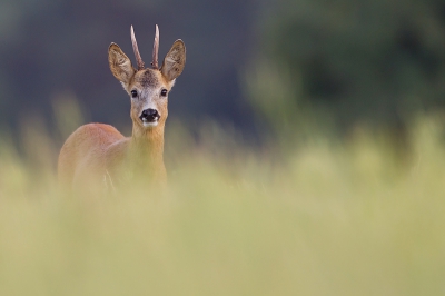 Door het gras heen geprobeerd een foto te maken. 
Ree is als enige scherp hetgeen best een leuk effect geeft.