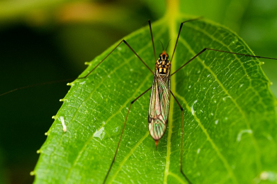 Na een klinke regenbui even de achtertuin rondgegaan of er nog mooie of bijzondere insecten e.d. te zien waren. Zo ook deze Langpootmug, die op het blad van een van de planten uit zat te rusten. Je ziet de druppels nog op het blad liggen.