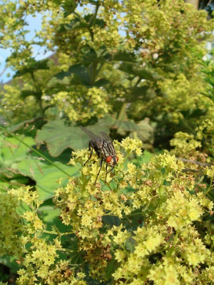 Lopend met de camera door de tuin kwam ik deze vlieg zittend op de plant tegen.