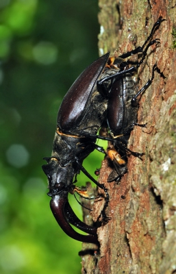 Nogmaals de paring, maar nu 'en profil'. De zee aan vliegjes en andere klainere insecten, die puur afkomen op het 'bloed' dat het vrouwtje uit de boom haalt, vormde een permanente bron van irritatie voor het bruidspaar. Menigmaal sloeg de bruidegom de lastpakken met een van zijn poten weg. Ik zou het ook doen... ;-)