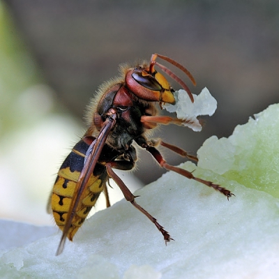 'Er zitten een paar grote wespen in de tuin,' zei mijn lief. Meteen de camera gepakt en jawel, 3 flinke hoornaars op een weggegooide meloenschil (wel voer, op de keper beschouwd, maar dus niet speciaal gevoerd!). Tussentijds 4 keer moeten wegrennen omdat ze me in de gaten kregen op zo'n minimale afstand, maar toch deze m.i. erg fraaie pose kunnen vastleggen. Had niet veel tijd voor een nog betere bewerking, dus ik hoop dat jullie er zo al van kunnen genieten.