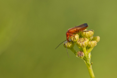 Macro fotografie oefenen, soldaatje op bloem, iets gecropt.