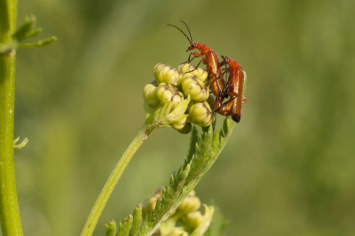 Macro fotografie oefenen, parende soldaatjes op bloem, iets gecropt.