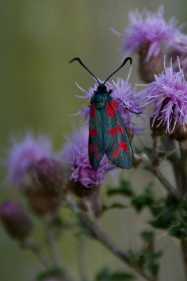 tijdens een wandeling door het bargerveen kwam ik deze vlinder tegen.  en was ook een mooie gelegenheid om mijn nieuwe camera uit te proberen