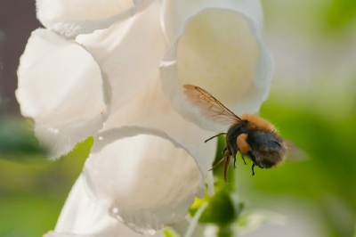 Dat is het mooie van macro en natuur, in de tuin kom je al veel moois tegen.
