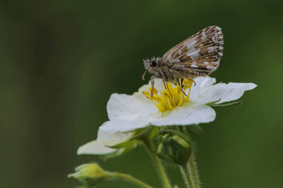 Een Aardbeivlinder op een wilde bosaardbei-bloem. Wat kan je je nog meer wensen.... Bleef lekker stil zitten omdat het regenachtig weer was.