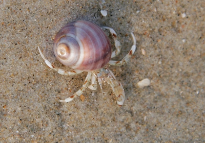 Eindelijk weer eens een foto van mijn hand. Met honderden liepen ze in de branding. lastig om de fotograferen.
Klopt het dat de schelp een Alikruikje is?