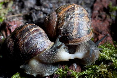In de achtertuin even geoefend met mijn 100mm macrolens en flits. Deze slakken leken zich totaal niet te storen aan mijn flitser.