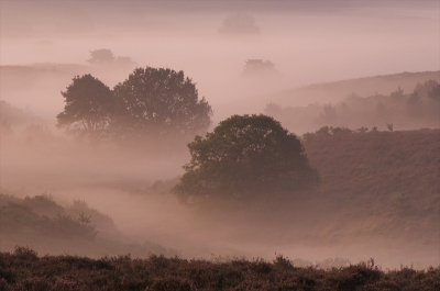 Erwin Krol voorspelde mist, dus wij s'morgens voor zonsopkomst naar deze plek gereden. De voorspelde mist kwam pas net op toen de zon achter een grote heuvel omhoog kroop. Van tevoren je standpunt bepalen en wachten op het goede licht bracht dit resultaat.( foto Dick )