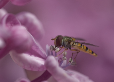 Jullie bemerken wellicht dat het macro-virus weer is toegeslagen (ten koste van de vogels). Deze 'simpele' zweefvlieg poseerde op een oerlelijke hortensia (niet tegen mijn vrouw zeggen hoor). deze plant vormde toch wel een mooi decor. Ik heb bewust links wat groter blad in beeld gelaten om de teerheid van de vlieg te benadrukken.