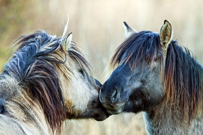 Op weg naar de vogelhut de Poelruiter in de Oostvaardersplassen kwam ik een kudde Konikspaarden tegen, deze twee hadden vonden elkaar wel erg aardig.
