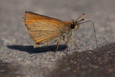 Plat op mijn buik langs de rand van het zwembad van de camping. Schaars geklede kinderen en volwassenen stappen verbaasd over me heen. Ik had echter alleen oog voor deze drinkende dikkop. Een intiem momentje.