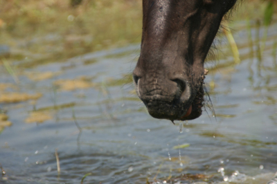 Zonnige dag, ben op mijn hurken gaan zitten om het goed te kunnen zien en vast te leggen.