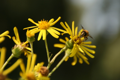Oefenen met handmatige instellingen, met name diafragma. Zeer zonnig dag