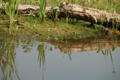 Zeer zonnige en warme dag. Proberen om de weerspiegeling in het water goed weer te geven.