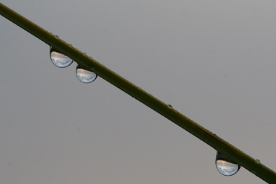 Ochtendstond is goud in de mond.
De luxht was nog grijzig, de dauw druppels nog overal in de duinen in het helmgras, en de zonsopkomst in de verte zichtbaar.
Ochtend gloren om 6:52