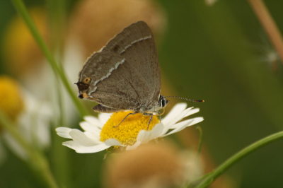 gemaakt vanuit de hand met de 70-300mm op macro, vlinder was diep donkerbruin aan de binnenzijde