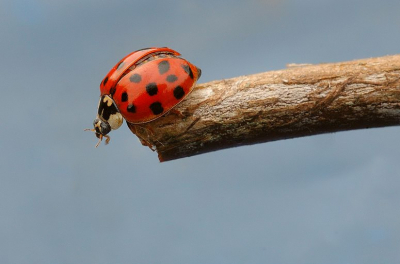 Gemaakt in het voorjaar in de tuin achter mijn huis.

Gr S