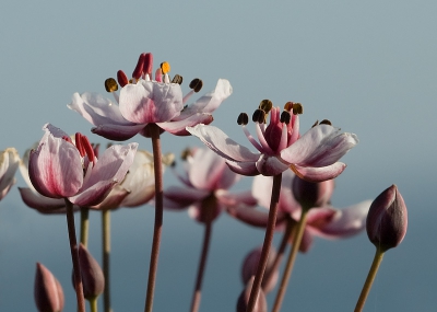 Veel zwanebloemen langs het Veluwemeer. Eens een "andere" kijk op de zwanebloem. Ik ben benieuwd naar jullie mening.