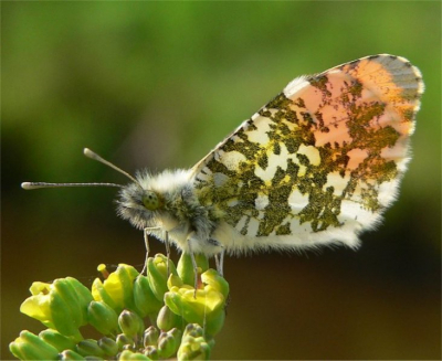 s'Middags kwam ik in het Alblasserbos dit vlindertje tegen. Meestal zijn ze nogal vliegerig en lastig te fotograferen. Deze bleef na hem een tijdlang te hebben gevolg, rustig zitten. Het is mijn eerste dit jaar.