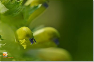 Foto genomen tijdens workshop liggend op de grond. Moeilijk stil te houden op zo korte afstand. Geen enkele bewerking