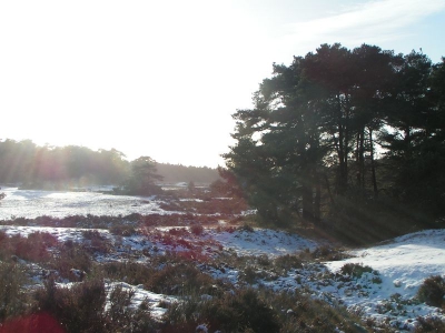 <i class='fa fa-user'></i> marilee | Park Hoge Veluwe  <i class='fa fa-eye'> 314</i>   <i class='fa fa-comment-o'> 2</i>