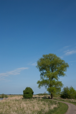 Tijdens een fietstocht in de Lindevallei (Onder Wolvega) kwamen we deze boom tegen. En aangezien ik toch de groothoeklens aan het testen was.....