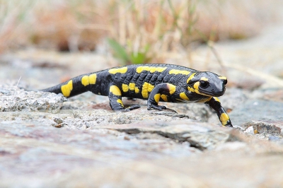 Tijdens het beklimmen van de bergpas vanuit Sant Juli even stoppen bij een bronnetje om te pauzeren, zat deze salamander daar gewoon op een bruggetje ! Gewoon toeval dus ...