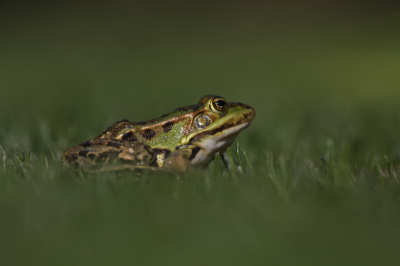 Is na enkele jaren Birdpix mijn eerste kennisname met Nederpix. Als opstart een foto die ik zopas in mijn eigen tuin kan maken.