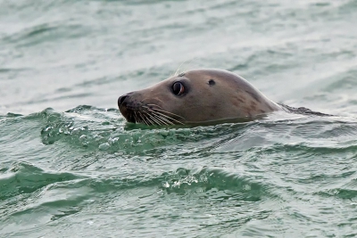 Zeer grauwe dag met tamelijk veel regenbuien en erg harde wind deze zeehond gemaakt langs de zeekant v.d. brouwersdam.