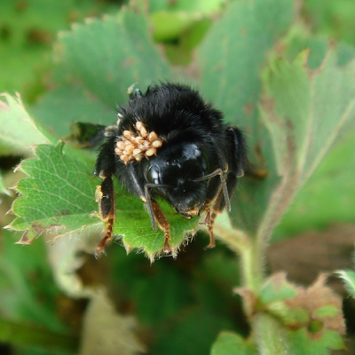 Ik was in de tuin onkruid aan het wieden en ik kwam deze steenhommel tegen. Het lijkt net of hij vol zit met kleine teken. Ik kwam er meerdere tegen. Nog nooit gezien.