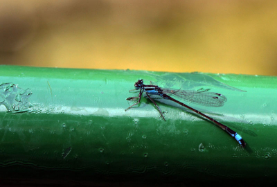 Genomen op een boot die was afgemeerd aan een van de inhammen van het Gat van de Hardenhoek met stilstaand water. De juffers werden waarschijnlijk aangetrokken door de felgroene kleur van de boot, want binnen korte tijd zat de hele reling vol. Door de lichtval is zelfs de schaduw van het rasterwerk in de vleugels afgetekend op de boot.
